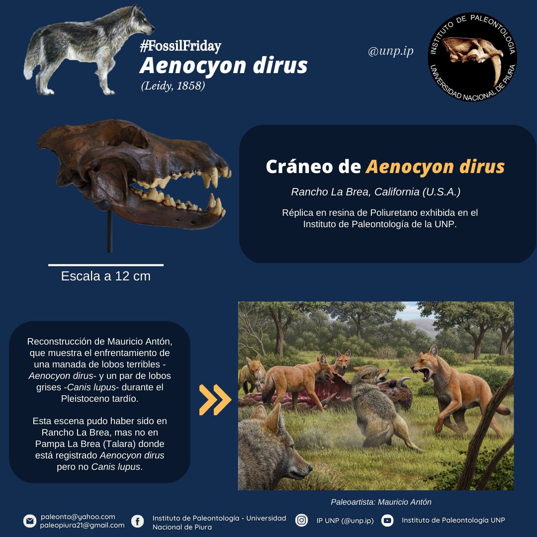 IPaleoUNP's tweet photo. #fossilfriday 𝘈𝘦𝘯𝘰𝘤𝘺𝘰𝘯 𝘥𝘪𝘳𝘶𝘴 (Leidy, 1858) uno de los grandes carnívoros presentes en el registro de Pampa La Brea. Parte de la colección del Instituto de Paleontología-UNP. (1/2) https://t.co/tSbvAkYloj