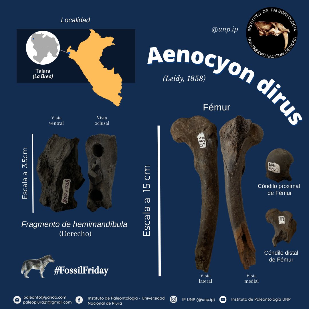 IPaleoUNP's tweet photo. #fossilfriday 𝘈𝘦𝘯𝘰𝘤𝘺𝘰𝘯 𝘥𝘪𝘳𝘶𝘴 (Leidy, 1858) (2/2) https://t.co/M7DLFwwXwT