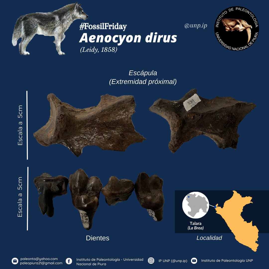 IPaleoUNP's tweet photo. #fossilfriday 𝘈𝘦𝘯𝘰𝘤𝘺𝘰𝘯 𝘥𝘪𝘳𝘶𝘴 (Leidy, 1858) (2/2) https://t.co/M7DLFwwXwT