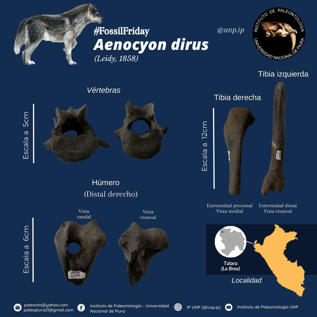 IPaleoUNP's tweet photo. #fossilfriday 𝘈𝘦𝘯𝘰𝘤𝘺𝘰𝘯 𝘥𝘪𝘳𝘶𝘴 (Leidy, 1858) (2/2) https://t.co/M7DLFwwXwT