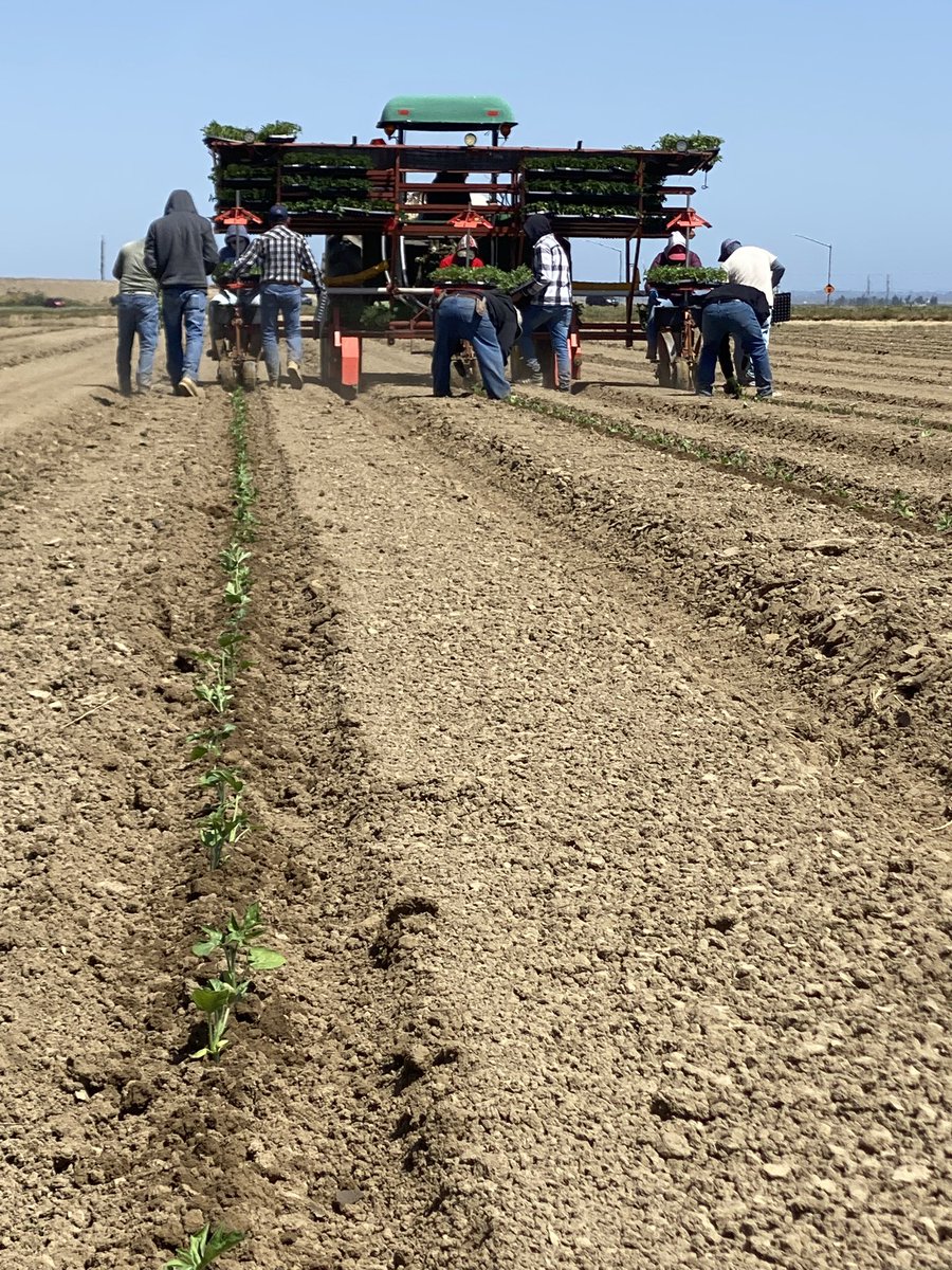 DelBosqueFarms's tweet photo. Planting organic mini seedless watermelons today! Pablo Barrera and his experienced team make it look easy! #organic #watermelons #SanJoaquinValley #California @checchiemagli @JohnDeere @cagrownofficial https://t.co/xnaMd1TyyQ