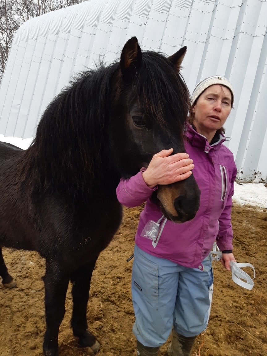 nfld_pony's tweet photo. Tammy Webber will be at the ⁦@downhomelife⁩ expo next week-end. Be sure to drop by and say hello. She is an expert in all things #newfoundland pony related &amp; chairs our rescue  and re-homing committee! https://t.co/C6XJDki6lh