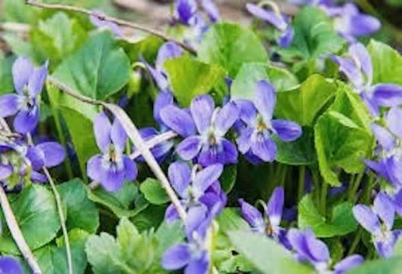 Spring is here and we are ready! Mad Lavender Farm will reopen to the public on Saturday, April 29th.- mailchi.mp/madlavenderfar…