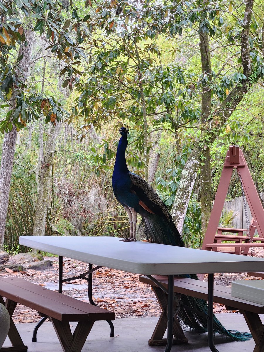 3rd grade <a href="/rjlCardinals/">RJ Longstreet Elementary</a> had a great time in the Wild Scientist program <a href="/canoerental/">Cracker Creek</a>. They went on a pontoon ride and participated in 2 hands on learning sessions. <a href="/MarielHawk_/">Mariel Hawk</a> #CaringCardinalsTHRIVEbytheSea
