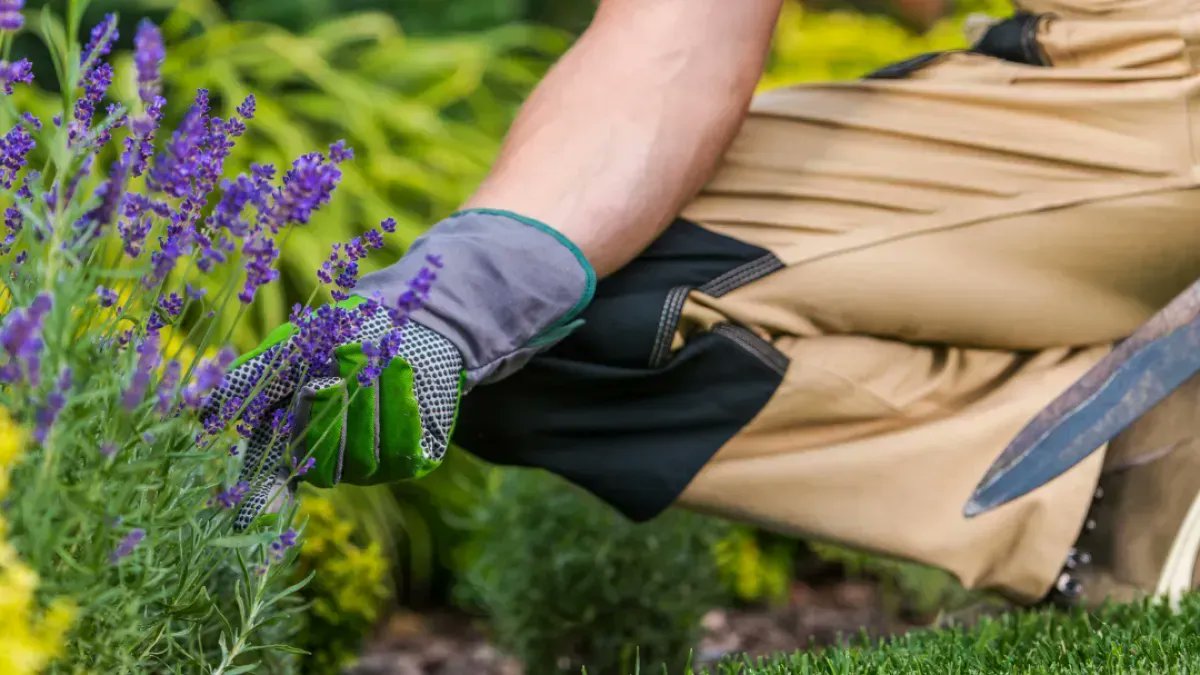 MyLandscapeAcad's tweet photo. From New Hires to Skilled Professionals: The Importance of Ongoing Landscape Employee Training  https://t.co/rNGgoh7lvL 
#LandscapeTraining #GreenThumbSkills #PlantingTechniques #PruningMethods #EquipmentMaintenance #equipmentsafety #safety #SafetyFirst #landscapers https://t.co/3TowYcRdso