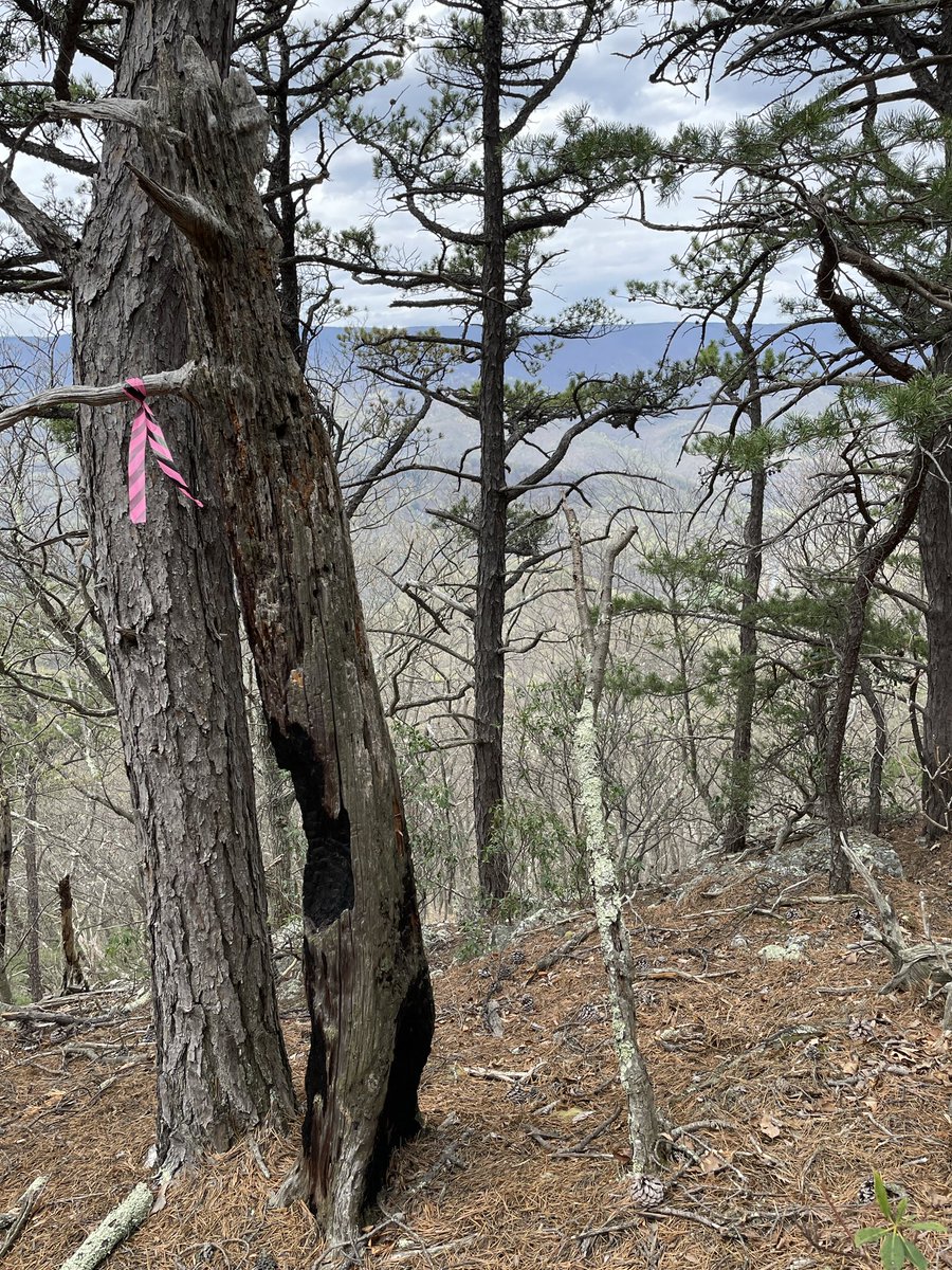 marschall_joe's tweet image. Flagging and tagging fire scars IRL on #FireScarsFriday, a rare treat! #centralAppalachiansRock! and #wherewasntfrequentfire?