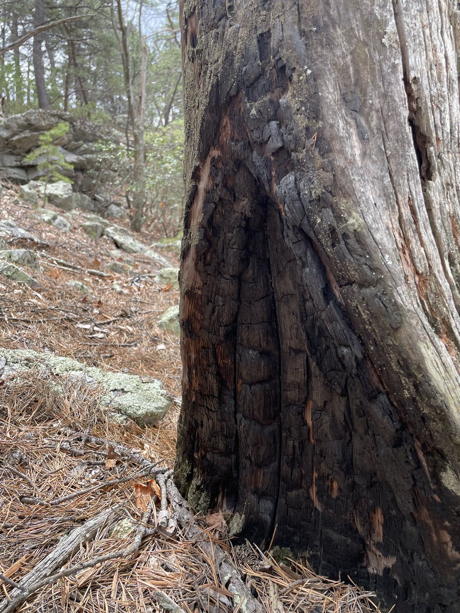 marschall_joe's tweet image. Flagging and tagging fire scars IRL on #FireScarsFriday, a rare treat! #centralAppalachiansRock! and #wherewasntfrequentfire?