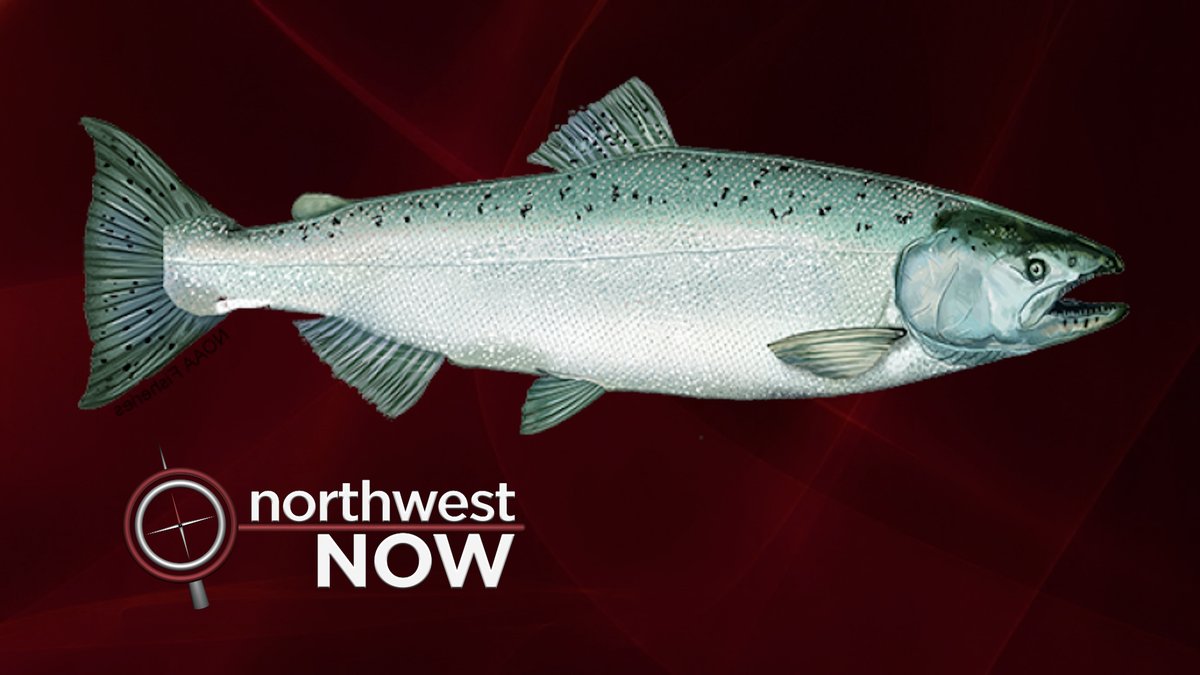 TomLayson's tweet photo. Tonight at 7:30 on @NorthwestNow on @KBTCtv we've got @Longlivekings talking about #salmon recovery in Puget Sound and beyond. @stevekigginstv takes out onto the #pugetsound for a look at some of the research underway too. See you then! https://t.co/hos3Hd9jvA