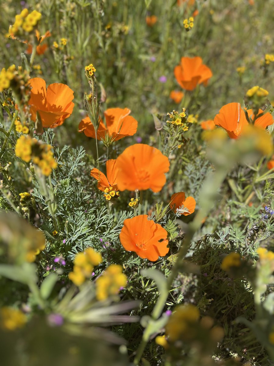 Feeling like a flower child in this stunning California superbloom 🌸🌼🌻 #AntelopeValley #Superbloom #CaliforniaDreaming