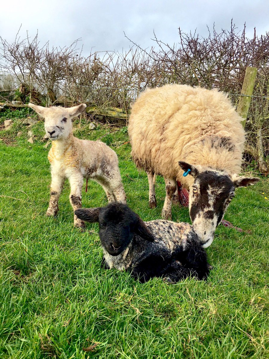 Lambing is done and dusted for another year!!! @ZwartblesIE @FarmersGuardian @FarmersWeekly @farmersjournal @FarmingUK @dailysheep1 #lambing23 #farming #cumbria