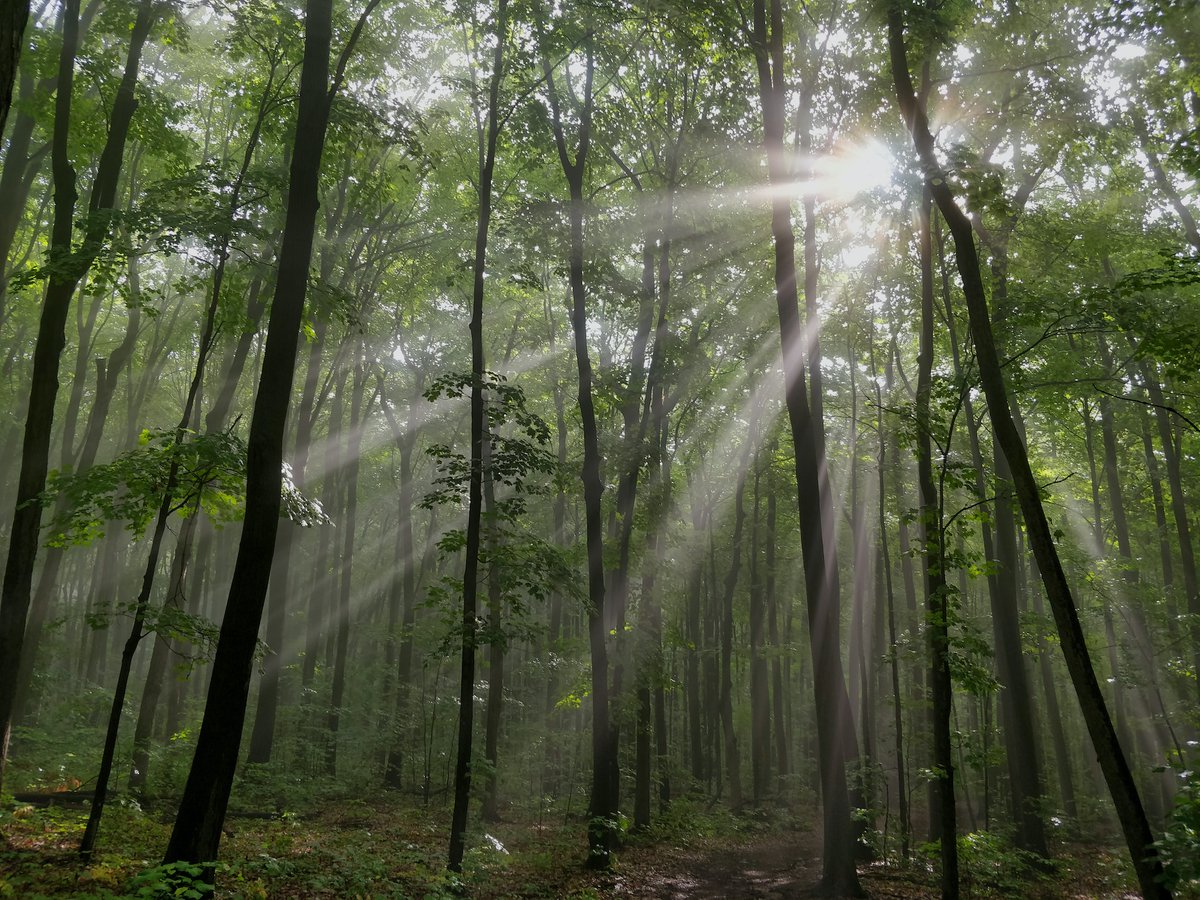 TreeCanada's tweet photo. Thank you to Porsche Lauzon for supporting our #NationalGreeningProgram by planting over 900 trees in the province of Quebec! 🌳 https://t.co/uzKQs5b5qJ