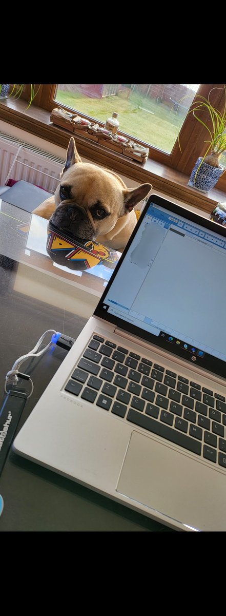 That face that doesn't understand why you can't play when you're working from home 🤣 #frenchie