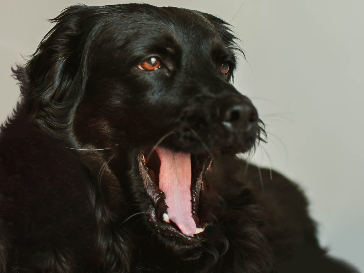 cocker_crazy's tweet photo. What does it mean when your Cocker Spaniel yawns? It's not just boredom, Cocker Spaniels, may yawn for various reasons, including tiredness, anxiety, or as a calming signal. 
https://t.co/xThNFKHWgl https://t.co/ea8kRQU7ua