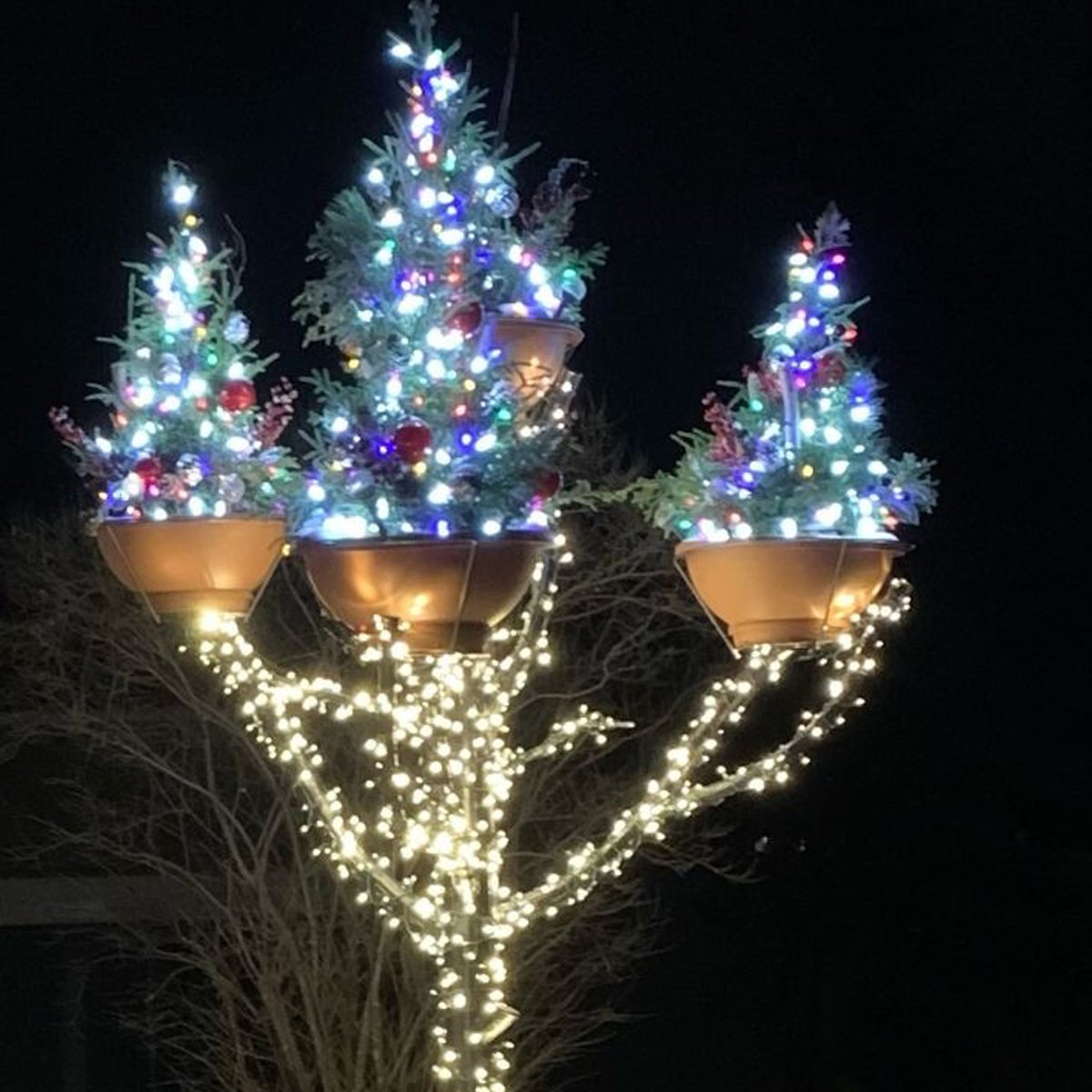 FioreTrees's tweet image. Who says you can't celebrate your #FioreTree year round? As we enter Spring and Summer, we'll leave you with a winter idea you can start envisioning now. But no rush, right? 😁 #Fiore #metalart #treeart #landscaping