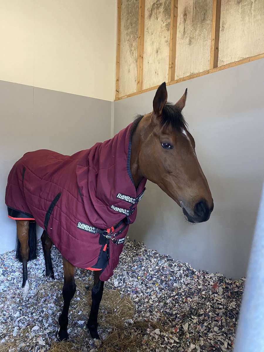 A Wave Of The Sea. Darasso and Home By The Lee relaxing at <a href="/AintreeRaces/">Aintree Racecourse</a> before their big day tomorrow. Let’s hope for good runs, and come back safe. I bet they sleep better than <a href="/ashley_hussey89/">Ashley Jayne Hussey</a> and <a href="/DavinaBoyle/">Davina Boyle</a> ☺️