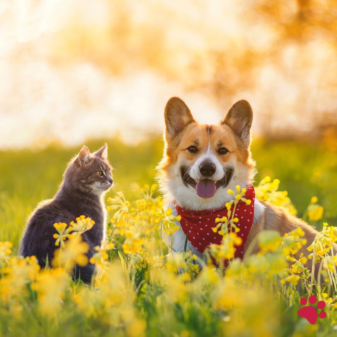Spring has sprung! Keep your pets safe this season with these tips on flea prevention, avoiding toxic plants, &amp; more. Read the full blog post here: 24petwatch.com/blog/dog-cat-s…