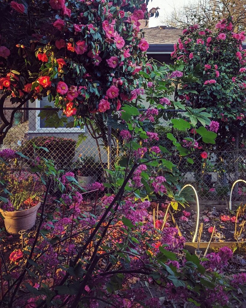 littleREDelf's tweet photo. In the pink 🩷

#camellia #redfloweringcurrant #inthepink #springflowers #threetreestaborgarden https://t.co/b8YLUmjWnt https://t.co/XcnnMATLlz