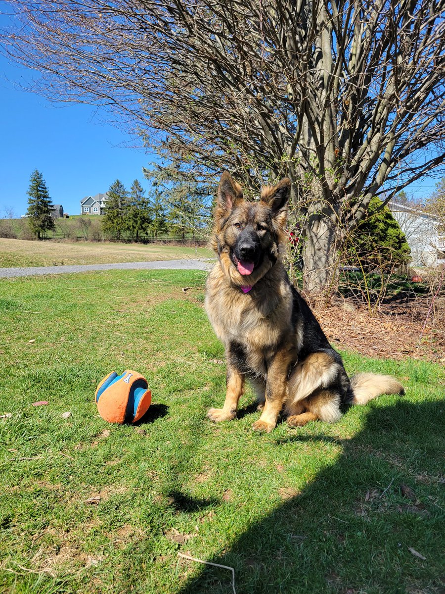 MtownPilates's tweet photo. @weatherchannel Cleo from Morgantown, WV https://t.co/rAGL2mupCX