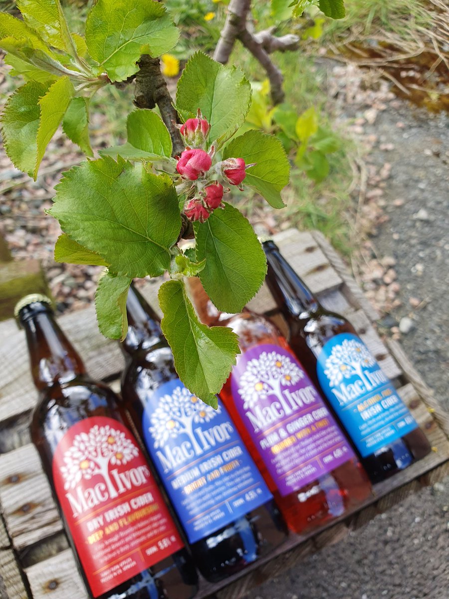 🌸🌸 #IrishCider #AppleBlossom