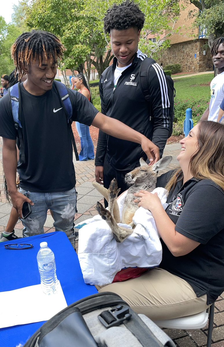 Things you don’t usually see: A therapy kangaroo at #JacksonStateUniversity for the Blue and White Week Health Fair. #TheeILove