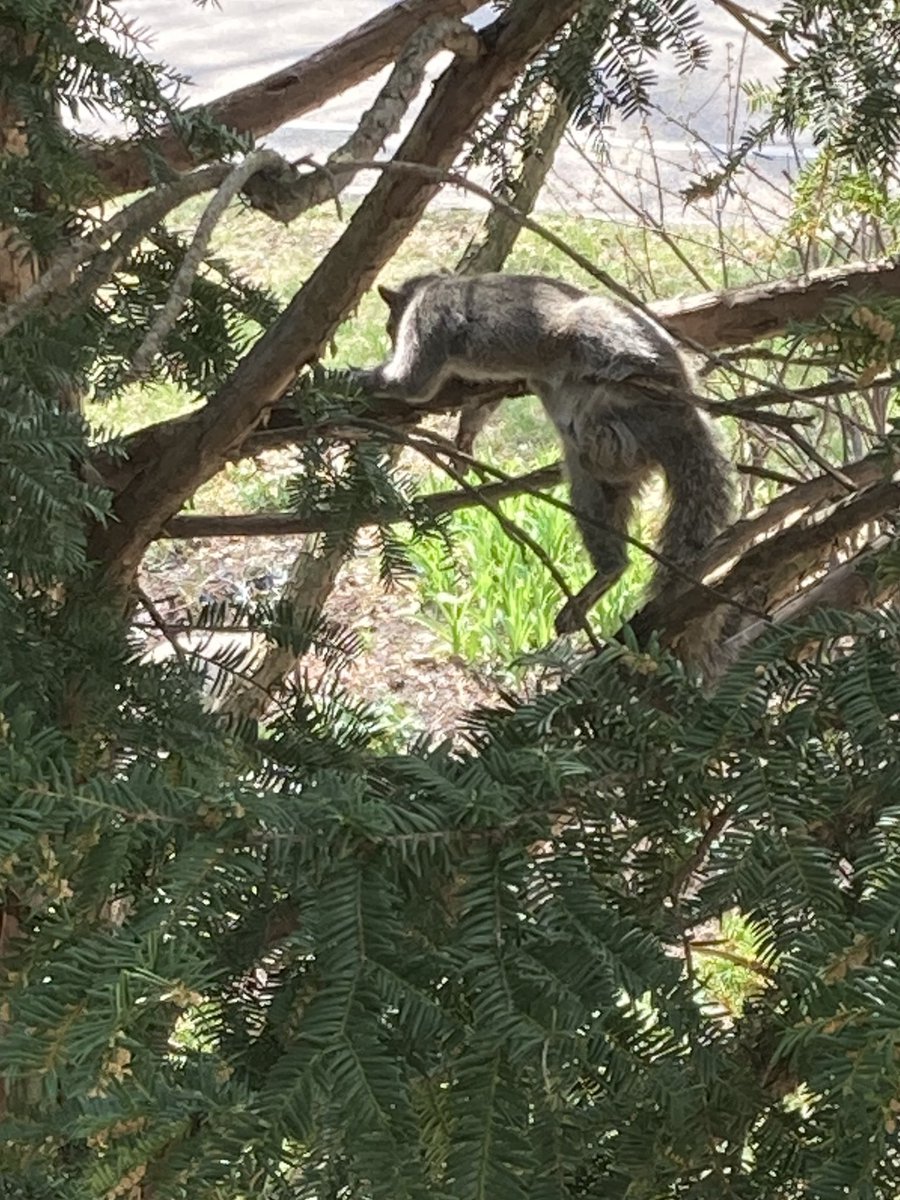 Nearing another record high temp in #Madison today. How we all feel…  #squirrel #thermoregulation #toohot
