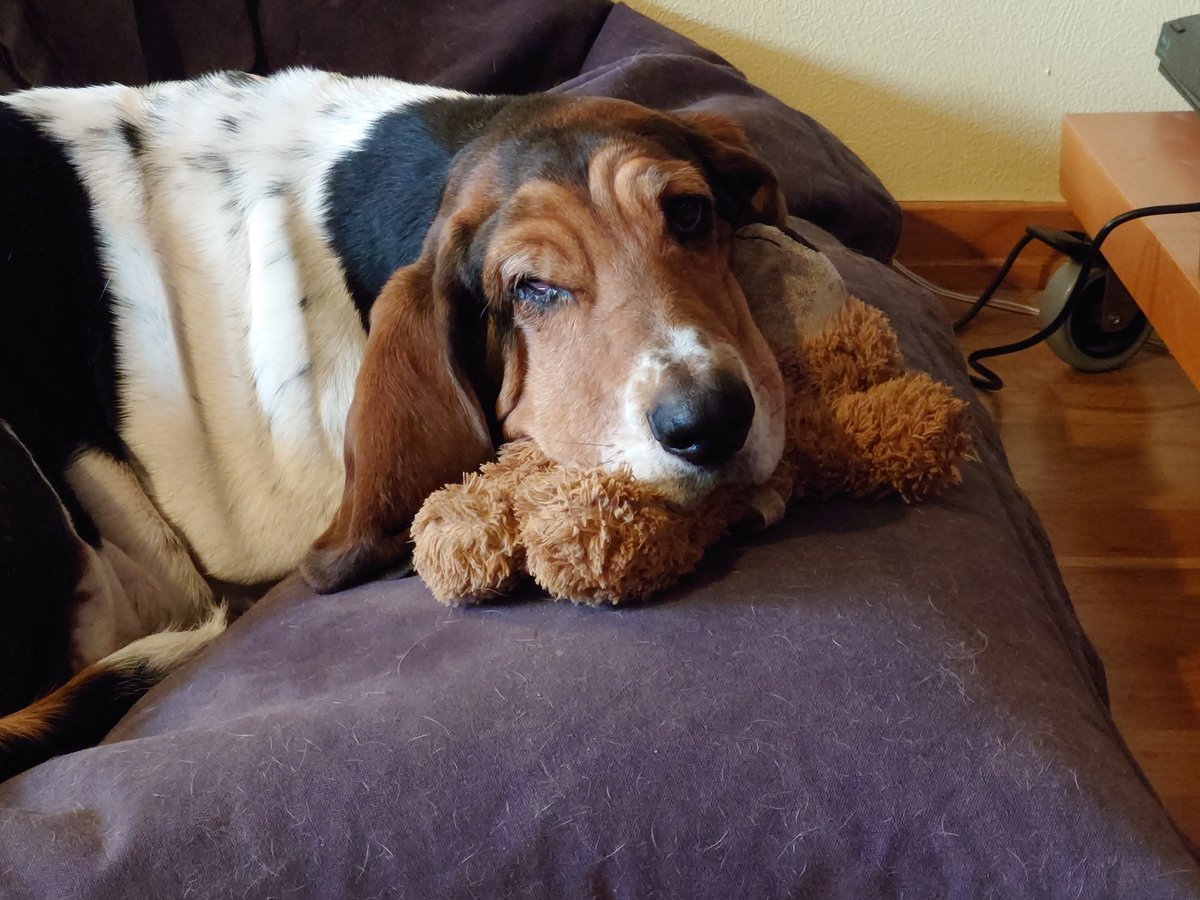 Sven_Egil's tweet photo. Agatha med hodet trygt plassert på bamse 🥰 https://t.co/mQQDyuZ41t