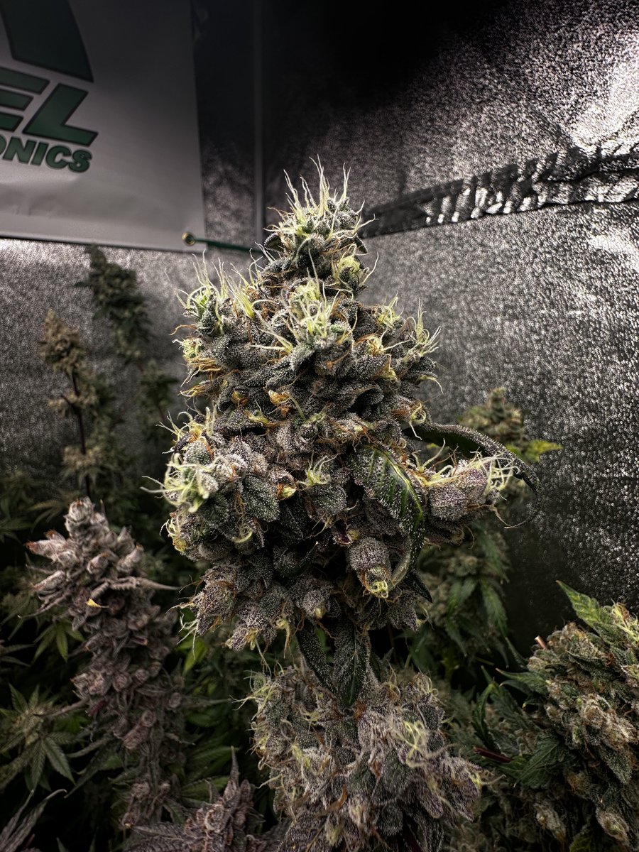 LightSpeed is an incredible plant that is sure to excite all that are willing to try it out, with a nice color palette and aromas that will turn noses your way
Link in Bio

#Greenhandgenetics #Homegrown #StonerFam #MMJ #JGYO #LED