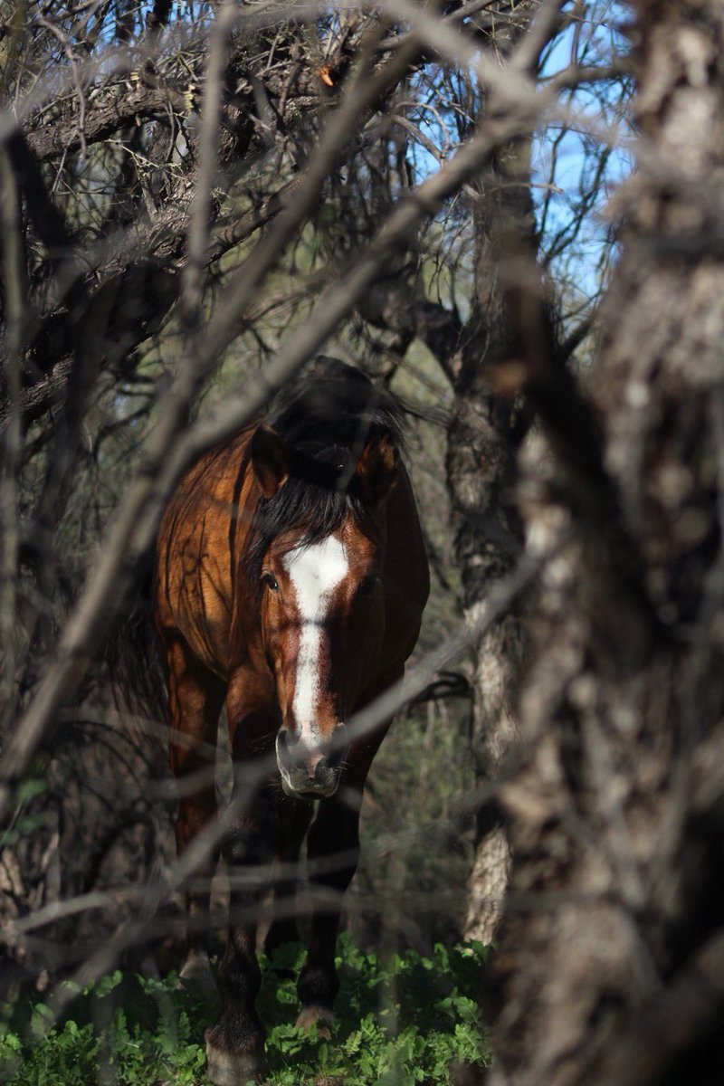 Time for another “Shutter Spotlight” where I spotlight a new photographer every week to help them gain more exposure.

~~~~~~~~~~~~~
Photo submitted by: <a href="/megsjordan/">meg</a> 
Theme: Animals in the wild
~~~~~~~~~~~~~

Share your animals in the wild photos with us. 🙏.

Will retweet all!
