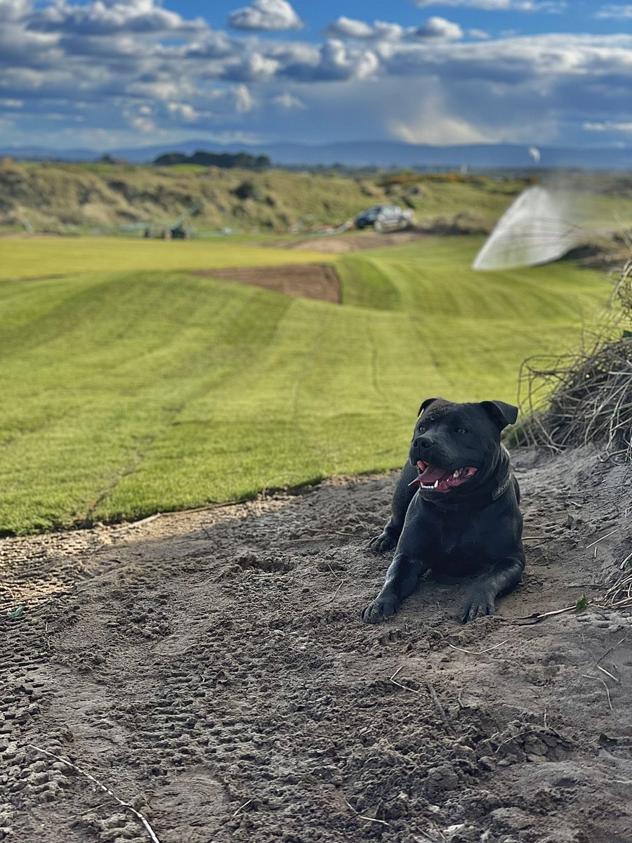 Coming close to the end of works on the course.. hats of to <a href="/DARGolf_/">DARGolf Construction</a>  and <a href="/jlynchy/">jeff lynch</a> been hard work but good fun! Looking forward to the golf season now. Bruce approved ✅ <a href="/DogsOfTurf/">Dogs Of Turf</a>
