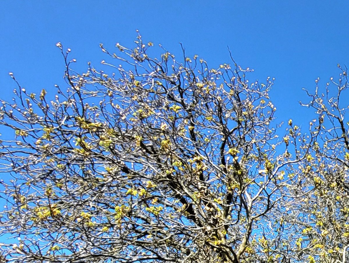 Emma Hill (@emma5hills) on Twitter photo Weekly Wonder Walk 31 - Are you feeling the air of anticipation as trees are on the cusp of exploding into splendid shades of green? Lift your eyes skyward to see nature transform! <a href="/CTS_Watford/">Cherry Tree Primary School</a> <a href="/BFS_Watford/">Beechfield School</a> <a href="/LHS_Watford/">Laurance Haines School</a> @WoodlandTrust <a href="/BBCSpringwatch/">BBC Springwatch</a> Weekly Wonder Walk 31 - Are you feeling the air of anticipation as trees are on the cusp of exploding into splendid shades of green? Lift your eyes skyward to see nature transform! <a href="/CTS_Watford/">Cherry Tree Primary School</a> <a href="/BFS_Watford/">Beechfield School</a> <a href="/LHS_Watford/">Laurance Haines School</a> @WoodlandTrust <a href="/BBCSpringwatch/">BBC Springwatch</a>