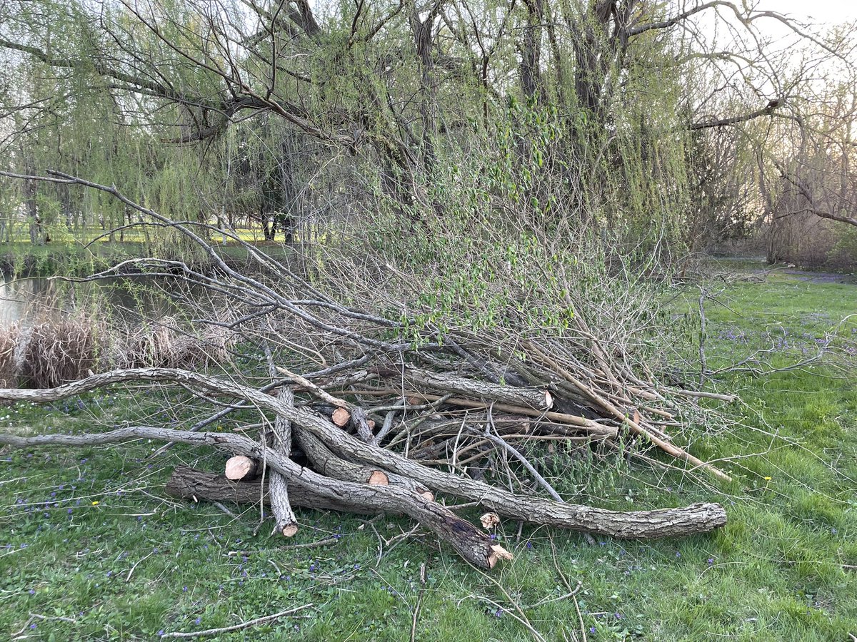 Lots of chainsaw action today