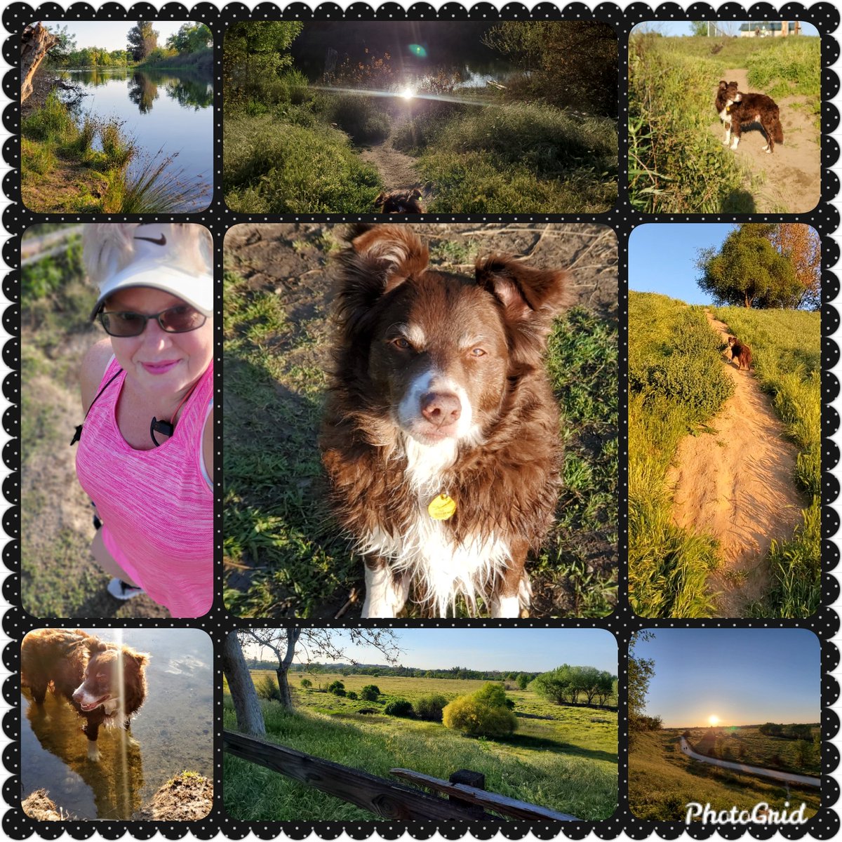 Pixcie23's tweet photo. @lisathecrab @iaindwelch Your beautiful Cinder looks like my handsome Blitzen! #bordercollie #smartestdogs https://t.co/RekNBCiX09
