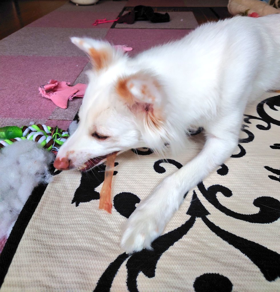 HuskyVanilla's tweet photo. Petioササミ巻きキャンペーンで購入レ���ートで応募した方のWチャンスで当たった〜🎉
先ほど届きました。届いた箱にビビリ逃げてたけどね🤣
早速いただきました😋🐶ありがとう✨
 #保護犬  #元野犬  #ビビリ犬  #いぬのいる暮らし https://t.co/F3c8px8VIz