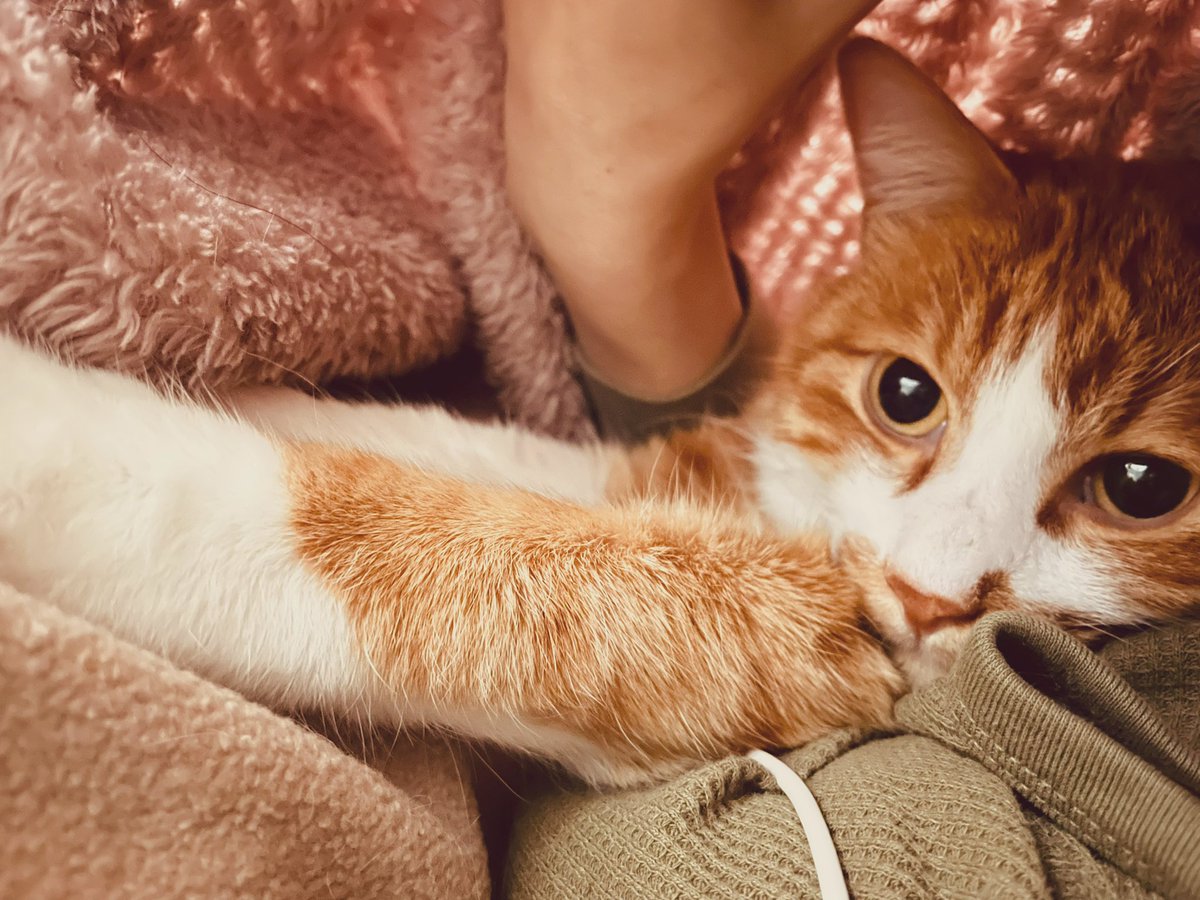 kalulululu's tweet photo. うちのかわいすぎねこちゃんを見てほしいがためについったーぶるー課金しました🐈これはわたしのうでまくらで添い寝してくださるねこちゃん✨✨ https://t.co/sPTMGlgQmz
