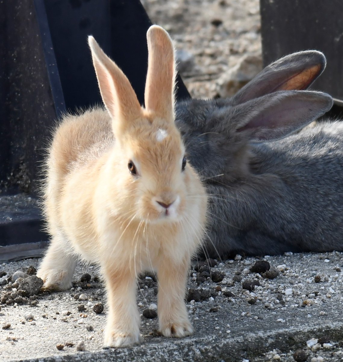 SE43005522's tweet photo. ウサギ年なので、今日もうさぎ写真張ります
Since it's the year of the rabbit, I'll post a picture of the rabbit today as well
#ウサギ #ウサギ年 #兎 #卯年 #ウサギ年なのでウサギの写真を張る #兎 #うさぎ年 #rabitt
#rabbit #rabbityear #rabbityearsopostpicturesofrabbits #rabbityear https://t.co/tzzAVXe84p