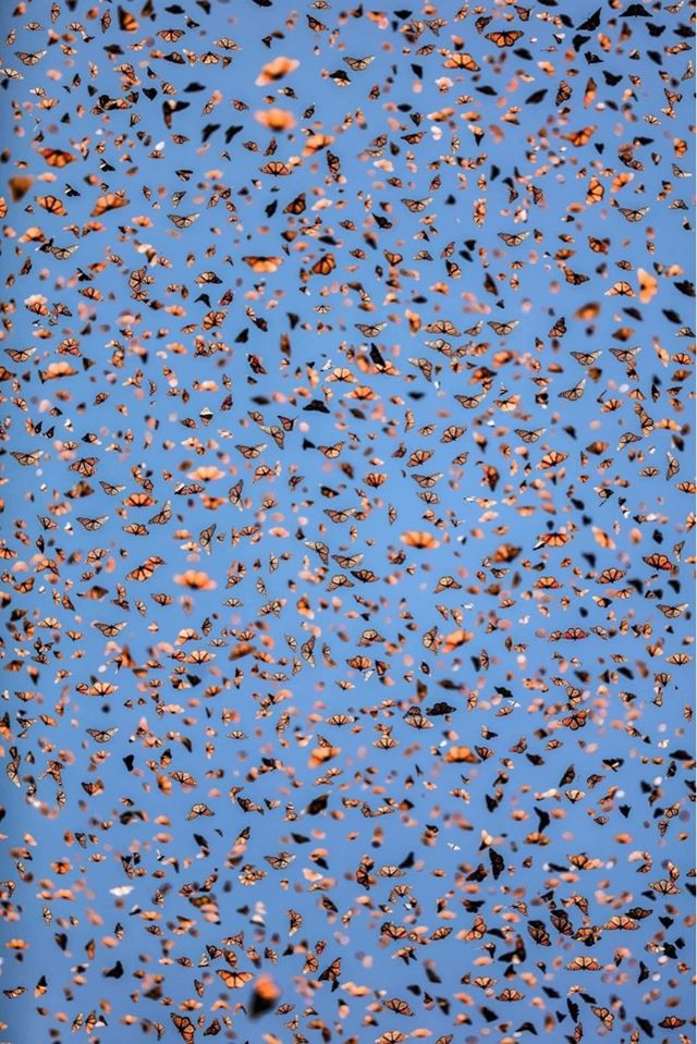 ¡Mariposas migrando!🦋🦋