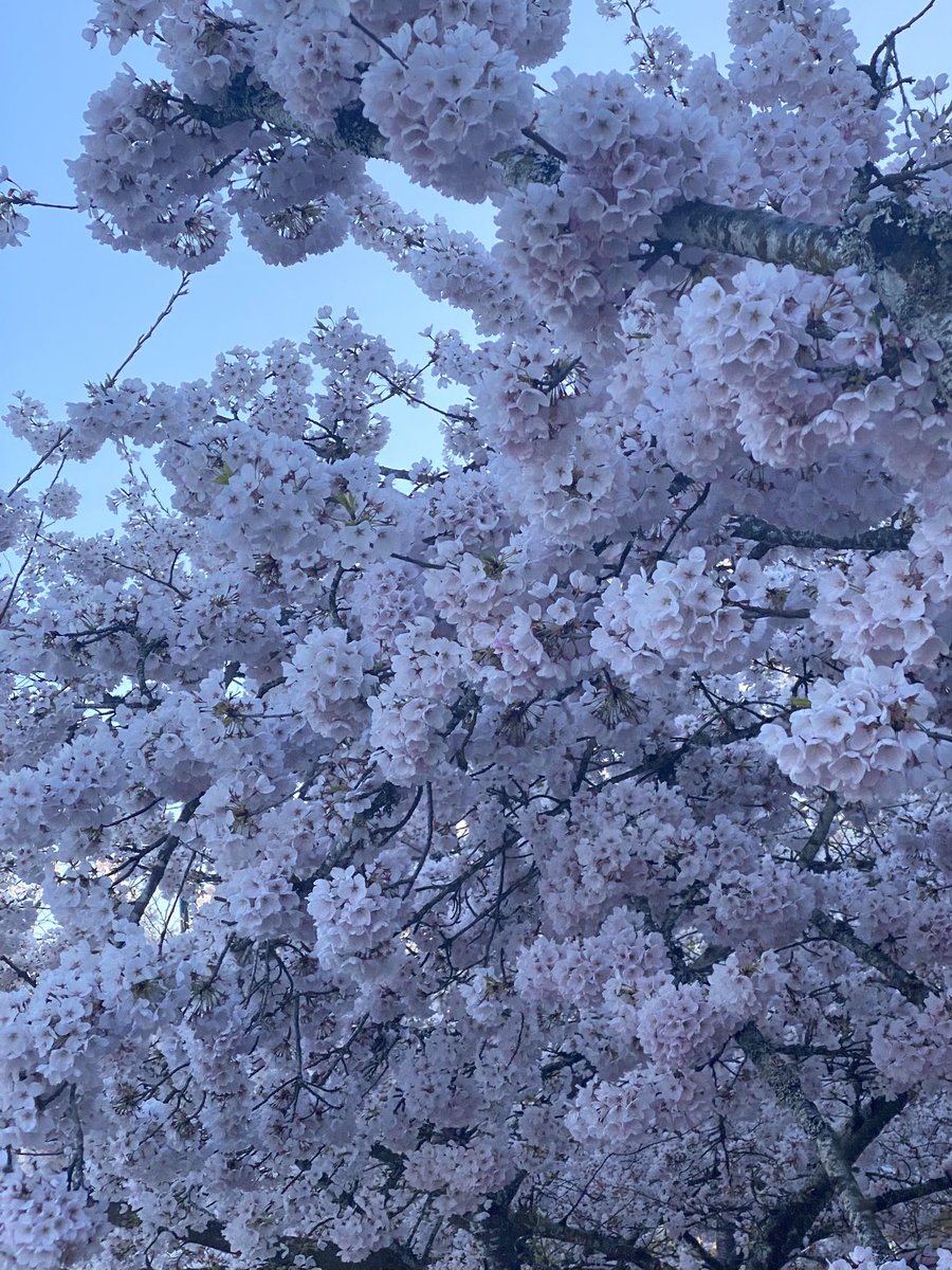 emilysouy's tweet photo. 2nd year getting to see these beautiful babies 🌸 https://t.co/csUG0SCYyl