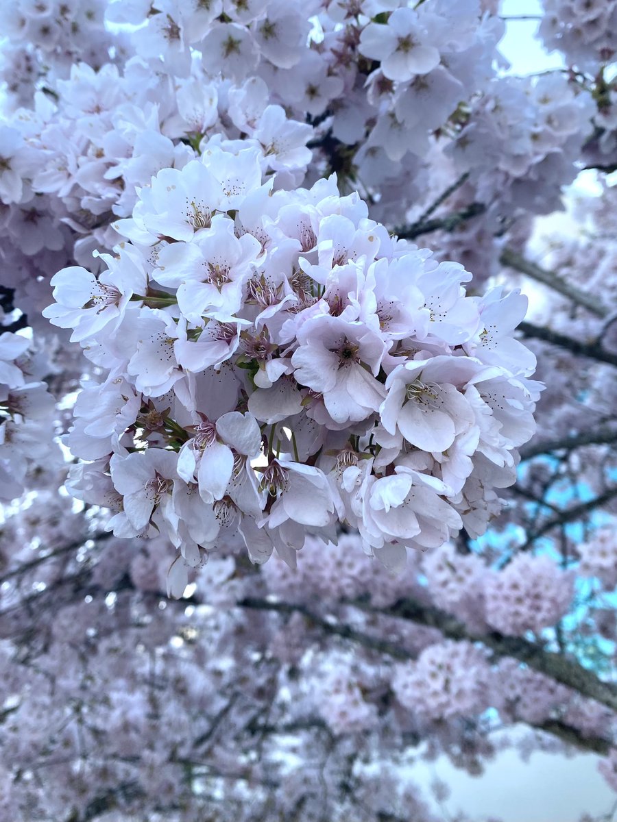 emilysouy's tweet photo. 2nd year getting to see these beautiful babies 🌸 https://t.co/csUG0SCYyl
