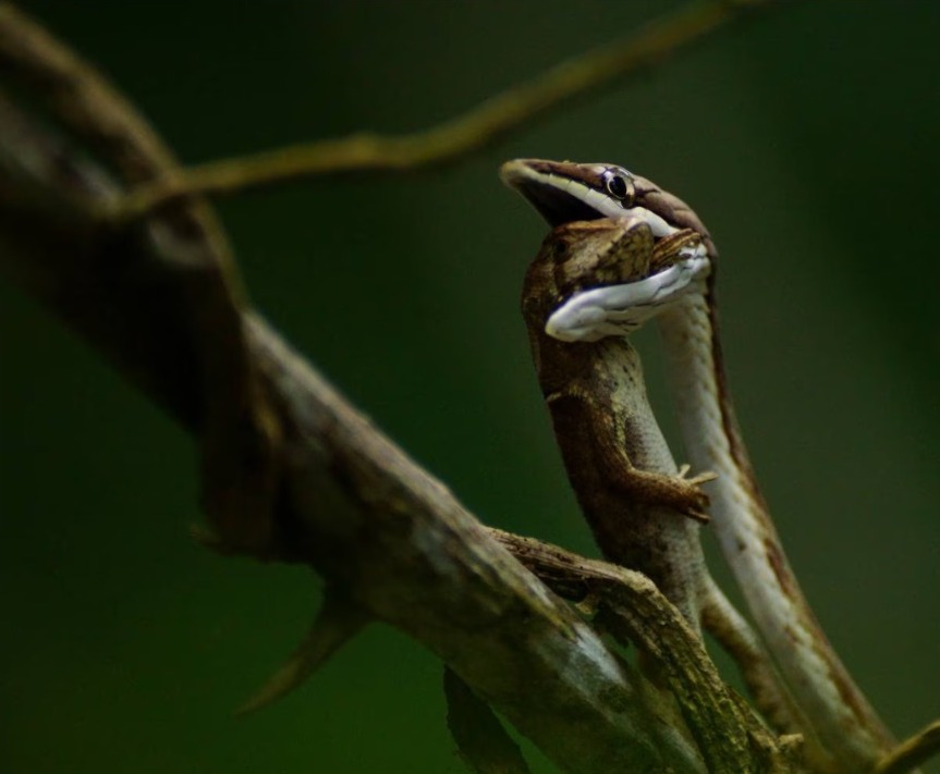 eluniversocom's tweet photo. Santiago Uribe, el fotógrafo quiteño que participará en seis concursos internacionales con gráfica de serpiente devorando una lagartija ► https://t.co/LbXMQWKFhv https://t.co/oTBBNFXyfU