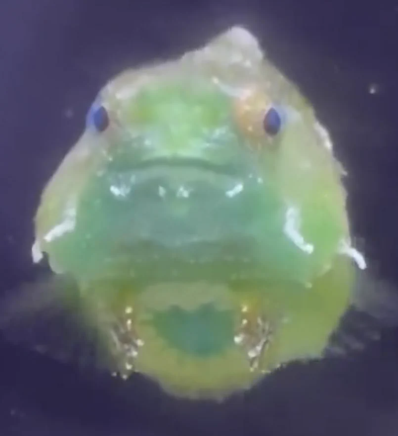 @dangomusume1 おなかかわいー 