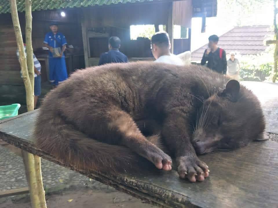 AdmiredArt on Twitter "RT meyashdeep Civet Cat , Bali , Indonesia