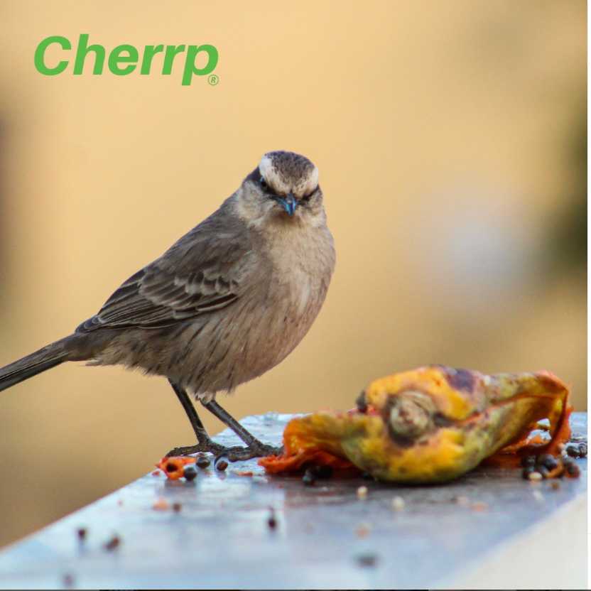 Are you sick of crop wastage? Take action with Cherrp!

Info@cherrp.eco

#wildlifemanagement #wildlifemanagementsolutions #agritech #agtech #aitech #aitechnology #australiatech #innovativetechnology #birddeterrent #wildlifetech #wildlifesystems #farmingaustralia