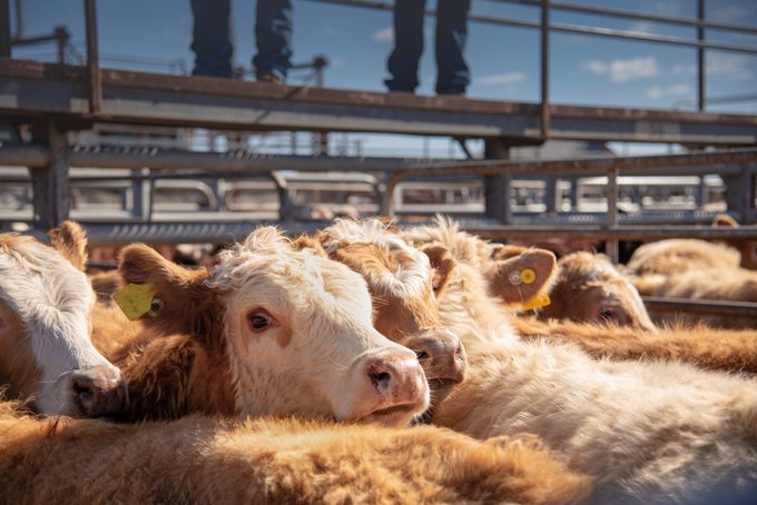 Every animal is an individual worthy of respect.