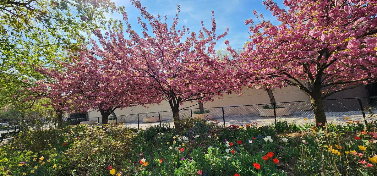 RoseleneDolce's tweet photo. Springtime Cherry Blossoms 🌸
#SignsOfSpringNYC #nycparks #blossoms #cherryblossoms #spring #flowers #treeblossoms #tulips #plants #photos #NaturePhotograhpy #cherryblossom #NYC #MarcusGarveyPark https://t.co/7IQcQN5Efu
