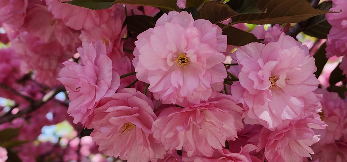 RoseleneDolce's tweet photo. Springtime Cherry Blossoms 🌸
#SignsOfSpringNYC #nycparks #blossoms #cherryblossoms #spring #flowers #treeblossoms #tulips #plants #photos #NaturePhotograhpy #cherryblossom #NYC #MarcusGarveyPark https://t.co/7IQcQN5Efu