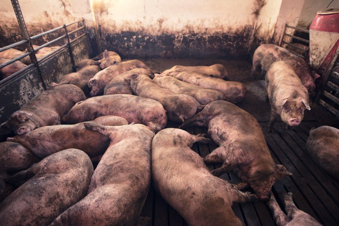 MercyForAnimals's tweet photo. This isn't living. It's existing. https://t.co/F51Tz6757n