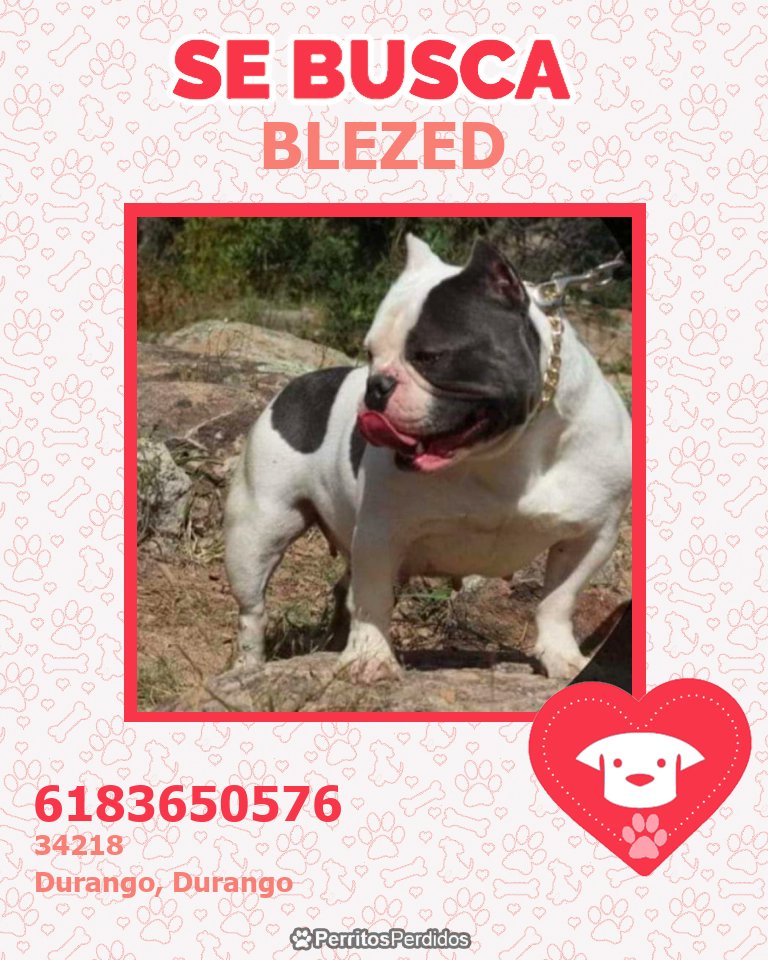 PPerdidosORG's tweet photo. 🔴 PERDIDA  Blezed🔴  #Durango
🌎 Se perdió el 14-04-2023 en 📍 34218, Durango.
➡️ Cualquier Información contactar a 📞 6183650576 - @Thelma.
✅ Whatsapp: 👉 https://t.co/ckDTmNRXH4 https://t.co/Q178N55hdX