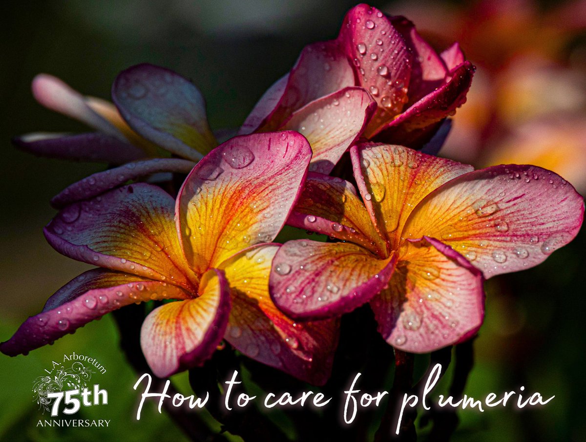 LAArboretum's tweet photo. Learn how to correctly prune and shape your trees in this hands-on workshop in the Arboretum’s plumeria grove, Sat., April 22; 10a-1p.
Registration required: https://t.co/IG7jsaMnvf
#LAArboretumMembers #Plumerias #Plumeria #PlumeriaGrove #InTheGarden #PlantSale #PlantTalks https://t.co/2HNjuLNLFJ