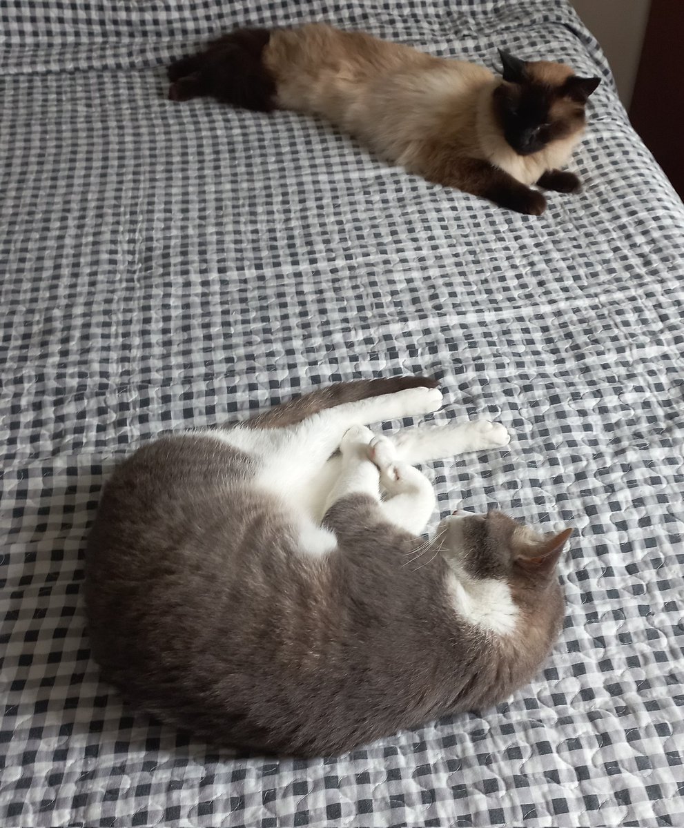 Aspen_701's tweet photo. @duolingoespanol Dos gatos que están a salvo bajo mi racha de 43 días :3 https://t.co/cCqN6A6k05