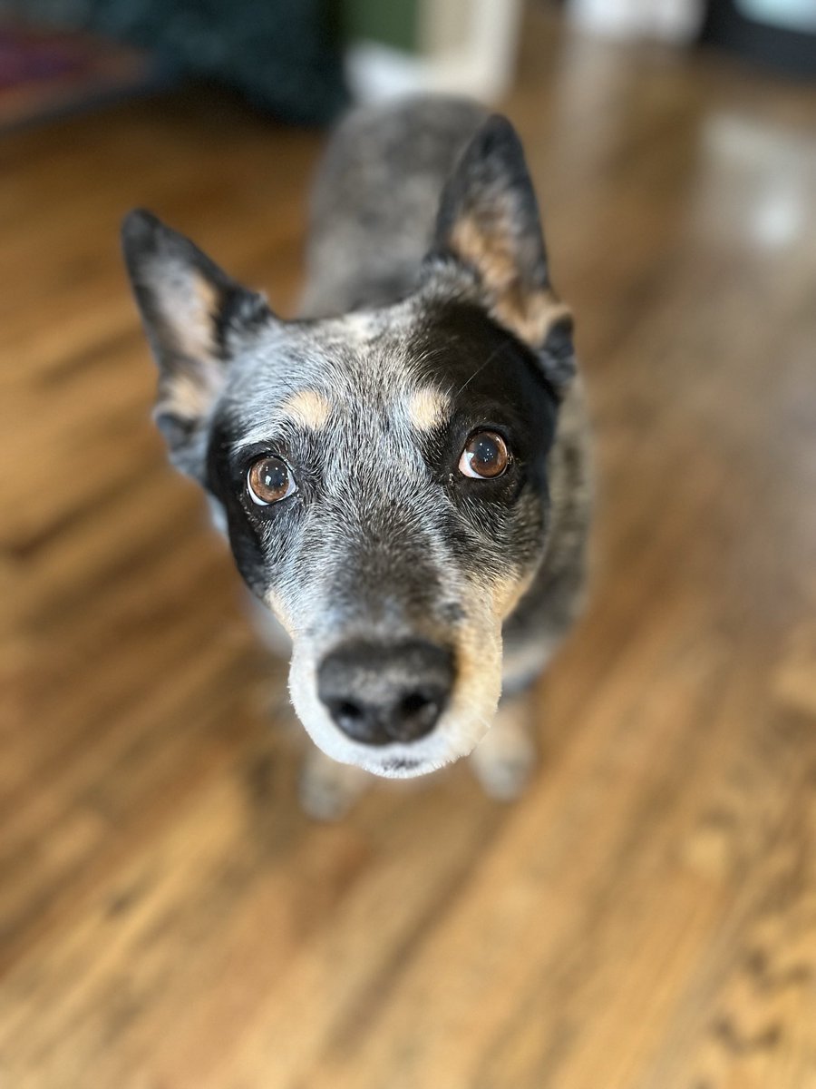 heelersbot tweet media